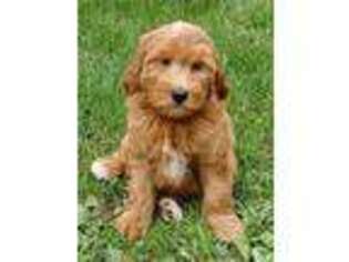 Goldendoodle Puppy for sale in Wausau, WI, USA