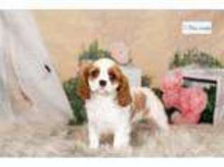 Cavalier King Charles Spaniel Puppy for sale in Fort Wayne, IN, USA