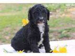 Goldendoodle Puppy for sale in Lexington, KY, USA