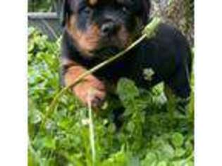 Rottweiler Puppy for sale in Crab Orchard, KY, USA