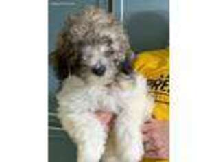 Mutt Puppy for sale in Carthage, TN, USA