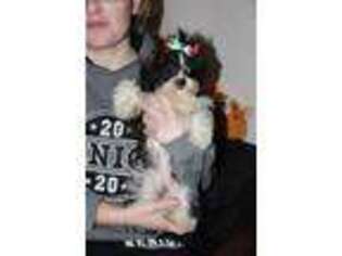 Mutt Puppy for sale in Carrollton, MO, USA