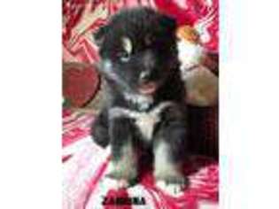 Mutt Puppy for sale in Brazil, IN, USA