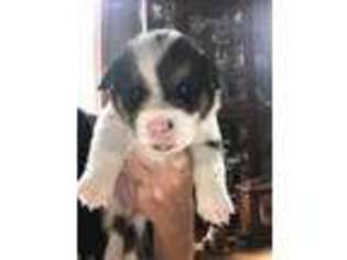 Pembroke Welsh Corgi Puppy for sale in Story City, IA, USA