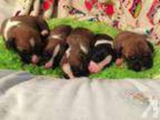 Boxer Puppy for sale in RINGWOOD, NJ, USA