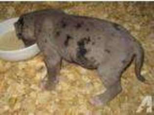 Great Dane Puppy for sale in ARKPORT, NY, USA