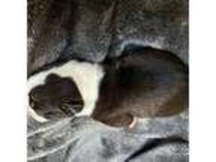 Boston Terrier Puppy for sale in Weymouth, MA, USA