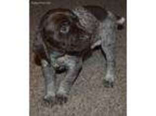 German Shorthaired Pointer Puppy for sale in Battle Ground, WA, USA