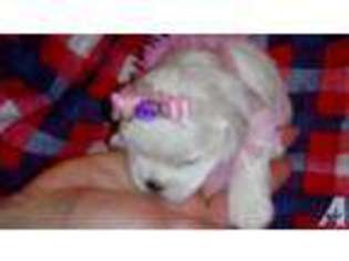 Maltese Puppy for sale in PORTERVILLE, CA, USA