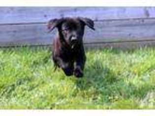 Labrador Retriever Puppy for sale in STEILACOOM, WA, USA