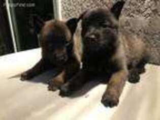 Belgian Malinois Puppy for sale in Diamond Bar, CA, USA