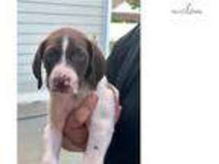 German Shorthaired Pointer Puppy for sale in Albany, GA, USA
