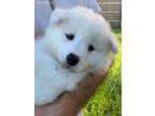 Samoyed Puppy for sale in Edgerton, MN, USA