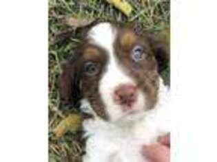 English Springer Spaniel Puppy for sale in Maryville, TN, USA