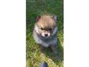 Pomeranian Puppy for sale in Quincy, MI, USA