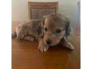 Dachshund Puppy for sale in Albemarle, NC, USA