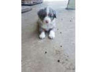 Australian Shepherd Puppy for sale in Blooming Grove, TX, USA