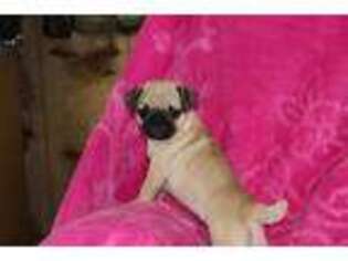 Pug Puppy for sale in Georgetown, OH, USA