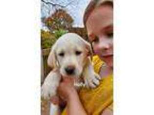 Labrador Retriever Puppy for sale in Schuylkill Haven, PA, USA