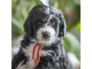 Mutt Puppy for sale in Midlothian, TX, USA