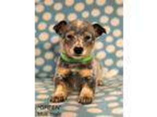 Australian Cattle Dog Puppy for sale in Milan, OH, USA