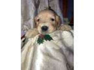 Golden Retriever Puppy for sale in Lanesboro, MN, USA