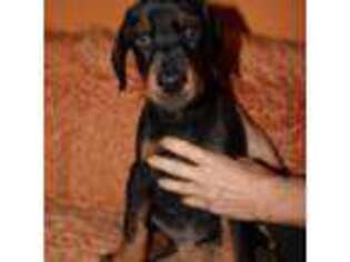 Doberman Pinscher Puppy for sale in Thornton, CO, USA