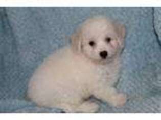 Bichon Frise Puppy for sale in Walnut, MS, USA
