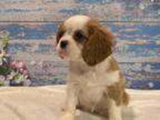 Cavalier King Charles Spaniel Puppy for sale in Cambridge, MN, USA