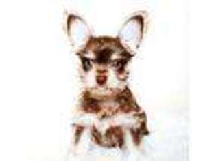Chihuahua Puppy for sale in Middletown, RI, USA