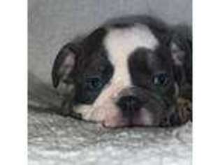 Bulldog Puppy for sale in Clearwater, FL, USA