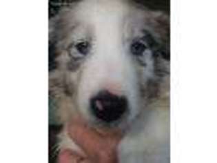 Shetland Sheepdog Puppy for sale in Greeley, CO, USA