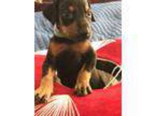 Doberman Pinscher Puppy for sale in Bean Station, TN, USA