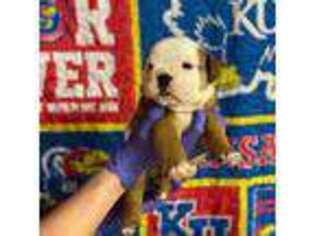 Bulldog Puppy for sale in Topeka, KS, USA