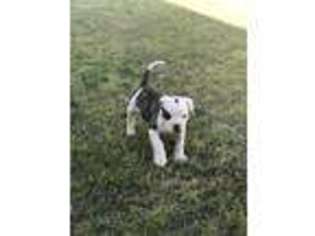 American Bulldog Puppy for sale in Spiro, OK, USA