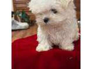 Maltese Puppy for sale in Rocklin, CA, USA