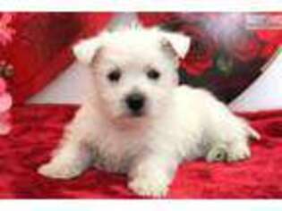Medium Photo #1 West Highland White Terrier Puppy For Sale in Lancaster, PA, USA