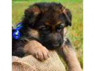 German Shepherd Dog Puppy for sale in Marietta, GA, USA