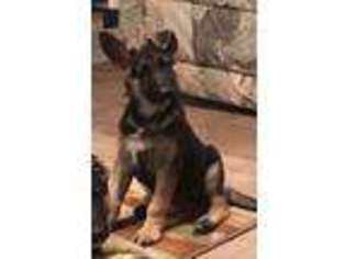 German Shepherd Dog Puppy for sale in Auburn, IL, USA