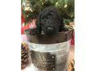 Labradoodle Puppy for sale in Elk Grove, CA, USA