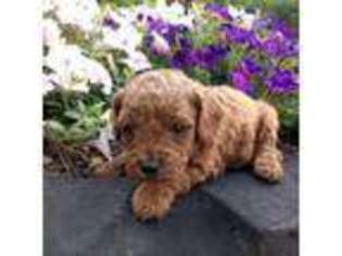Cavapoo Puppy for sale in Mc Clure, PA, USA