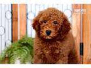 Goldendoodle Puppy for sale in Fort Myers, FL, USA