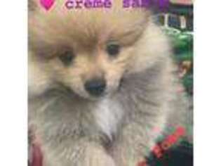 Pomeranian Puppy for sale in Helen, GA, USA