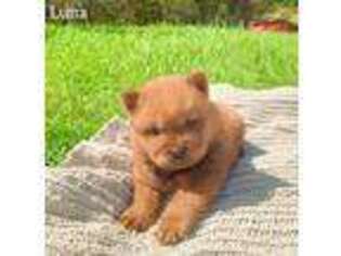 Chow Chow Puppy for sale in Austinville, VA, USA