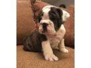 Bulldog Puppy for sale in Pikeville, KY, USA