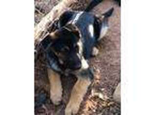 German Shepherd Dog Puppy for sale in Winnsboro, SC, USA