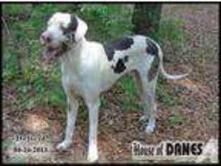 Great Dane Puppy for sale in DEFUNIAK SPRINGS, FL, USA