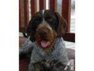 German Wirehaired Pointer Puppy for sale in STERLING, CO, USA