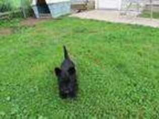 Scottish Terrier Puppy for sale in Port Byron, NY, USA