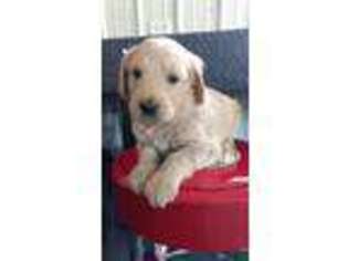 Goldendoodle Puppy for sale in East Rochester, OH, USA